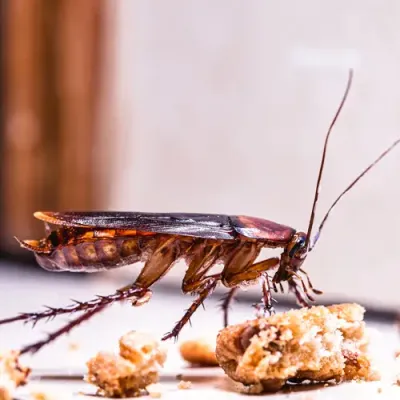 Pest control - cockroach in kitchen