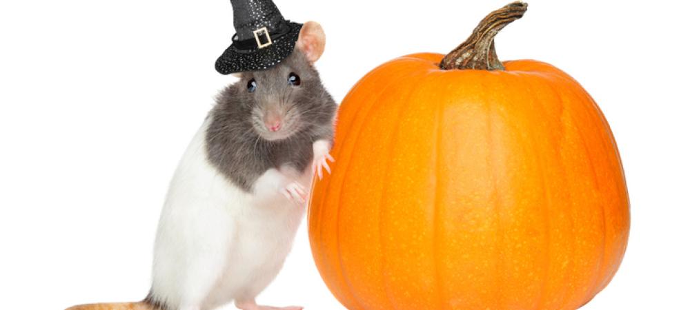 a mouse in a witch hat leaning on a pumpkin