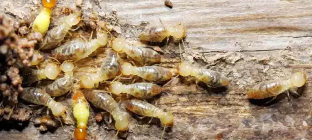 termites_in_wood