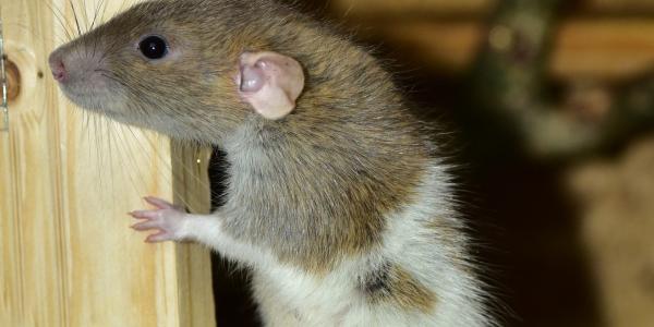 a close up picture of a rat
